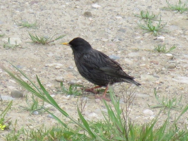 Spotless Starling - ML232361351