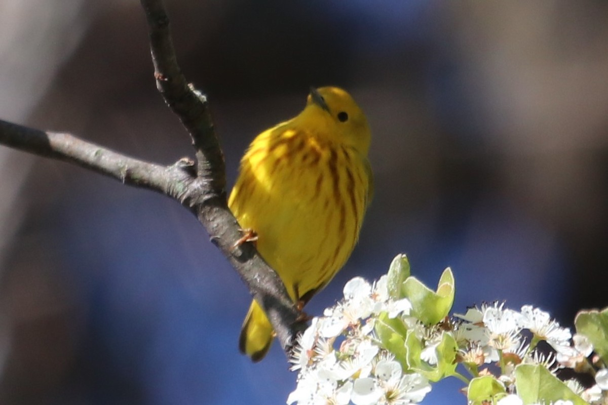 Yellow Warbler - Charles (PAT) Dollard