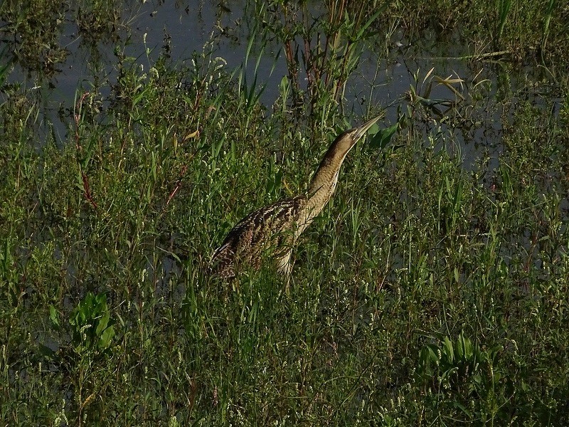 Great Bittern - ML232361781