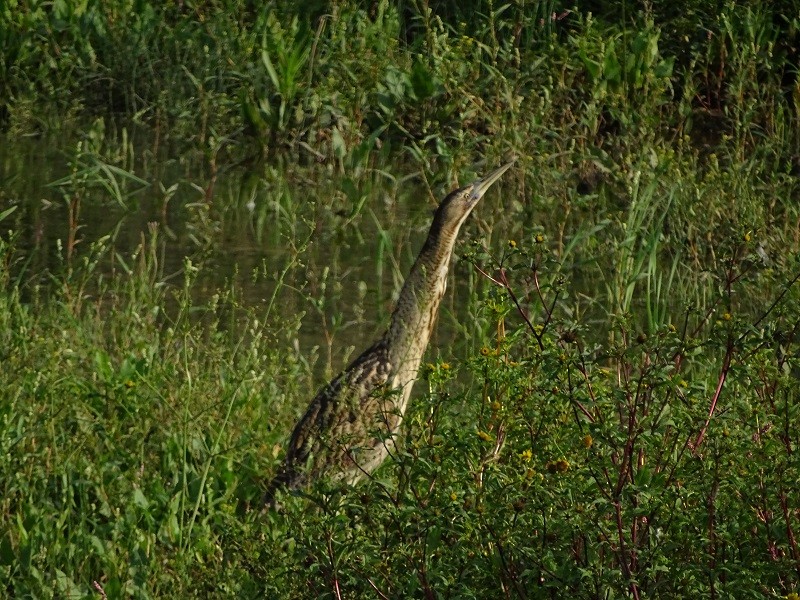 Great Bittern - ML232361791