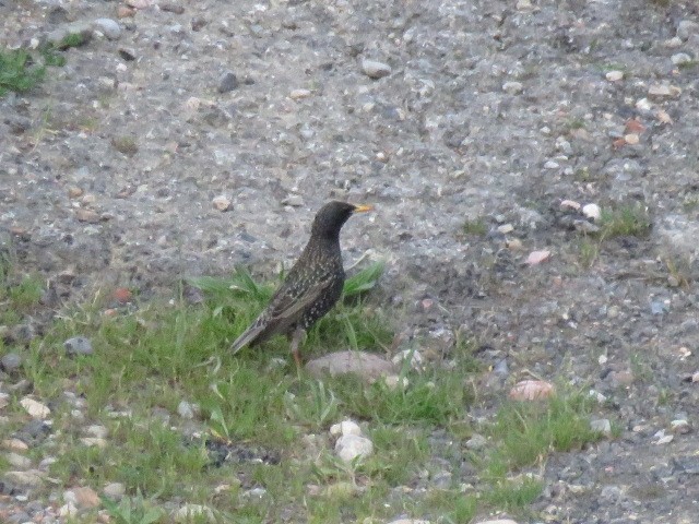 Storno - ML232361951