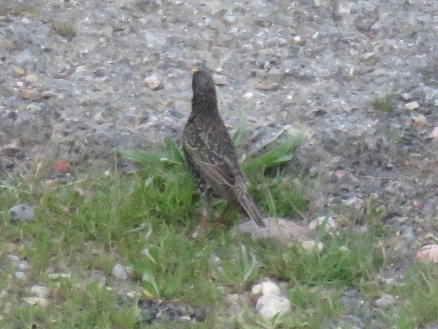 Storno - ML232362031