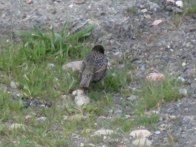 European Starling - ML232362151