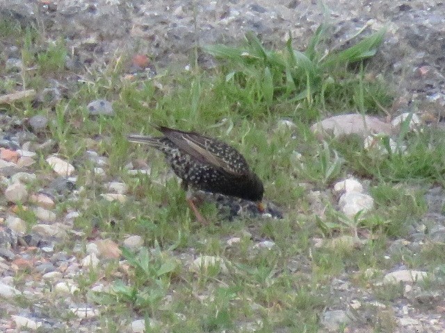 European Starling - Aitor Mora Solano