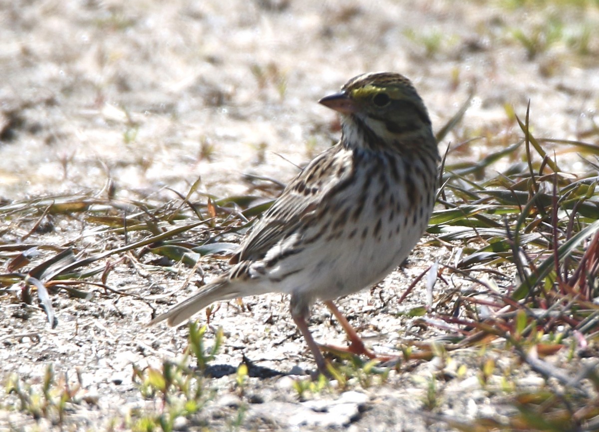 Savannah Sparrow - H. Resit Akçakaya