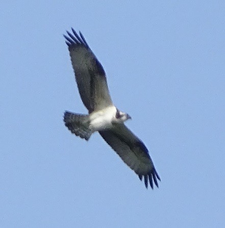 Osprey - Ralph Akkermans