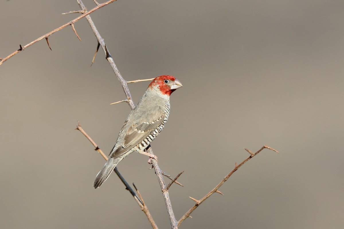 Red-headed Finch - Holger Teichmann