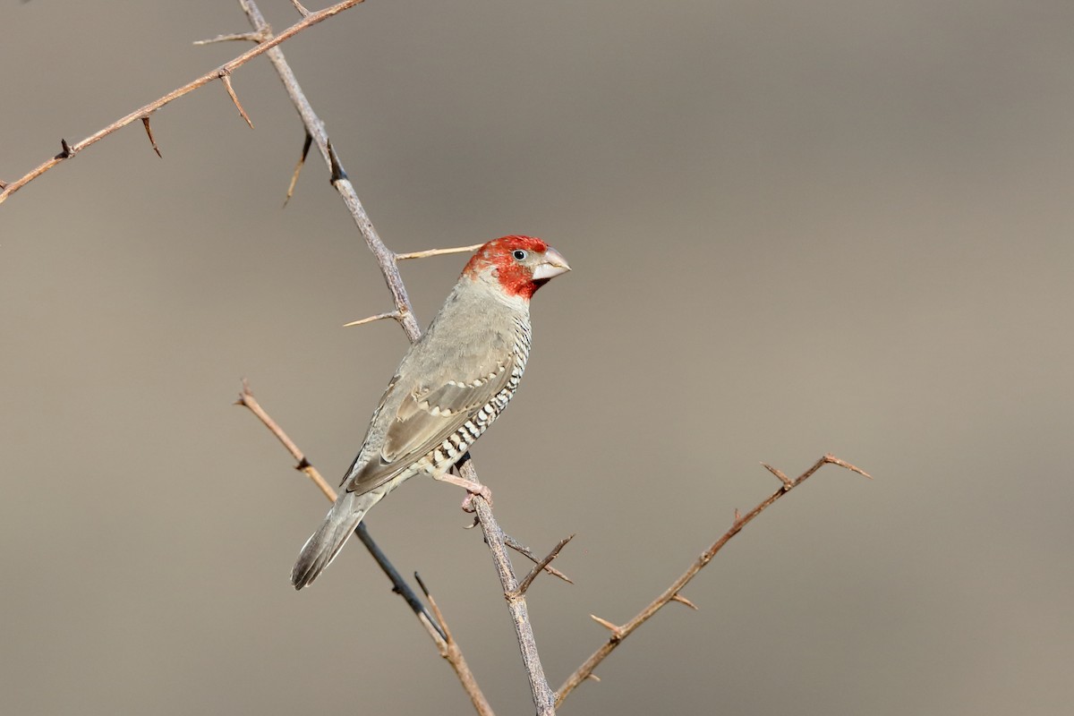 Red-headed Finch - Holger Teichmann