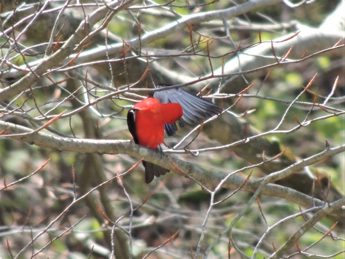 Scarlet Tanager - Paul Zeller