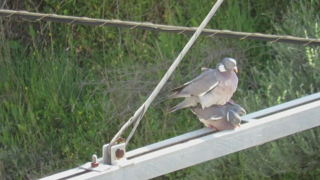 Colombaccio - ML232364731