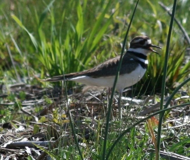 Killdeer - ML232365091