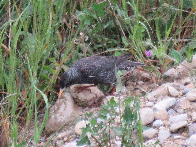 European/Spotless Starling - ML232365961