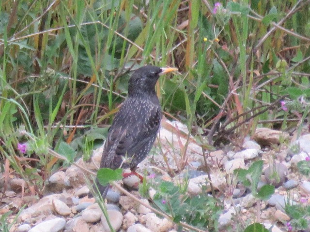 European/Spotless Starling - ML232366021