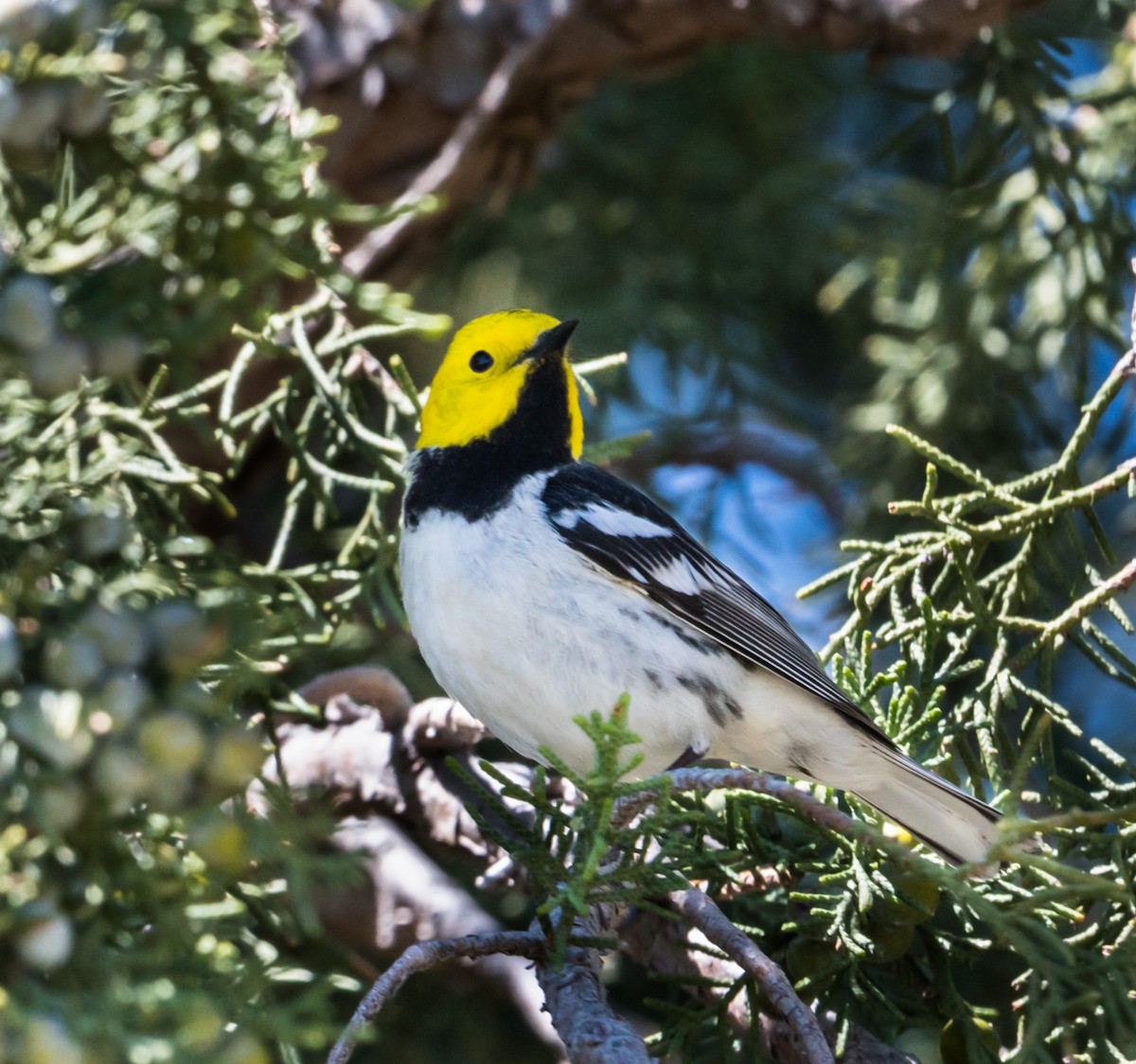 Hermit Warbler - ML232366161