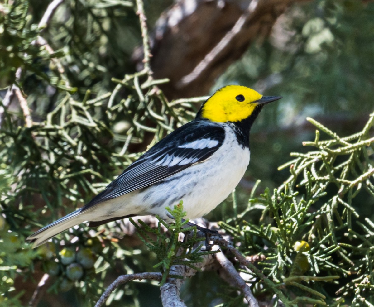 Hermit Warbler - ML232366181