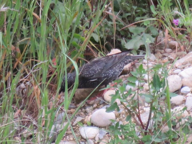 Storno/Storno nero - ML232366241