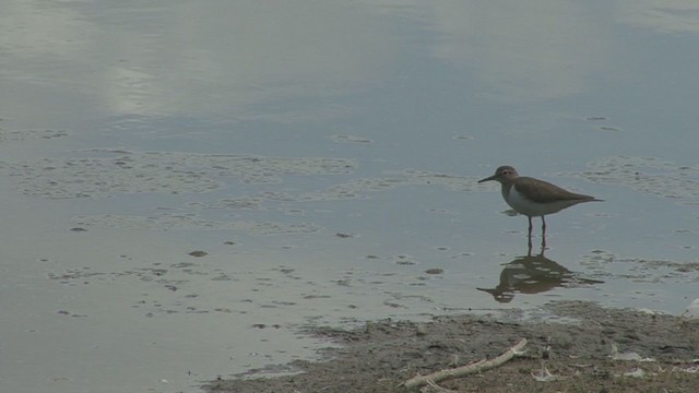 Common Sandpiper - ML232366751