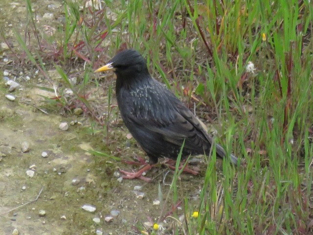 Spotless Starling - ML232367201