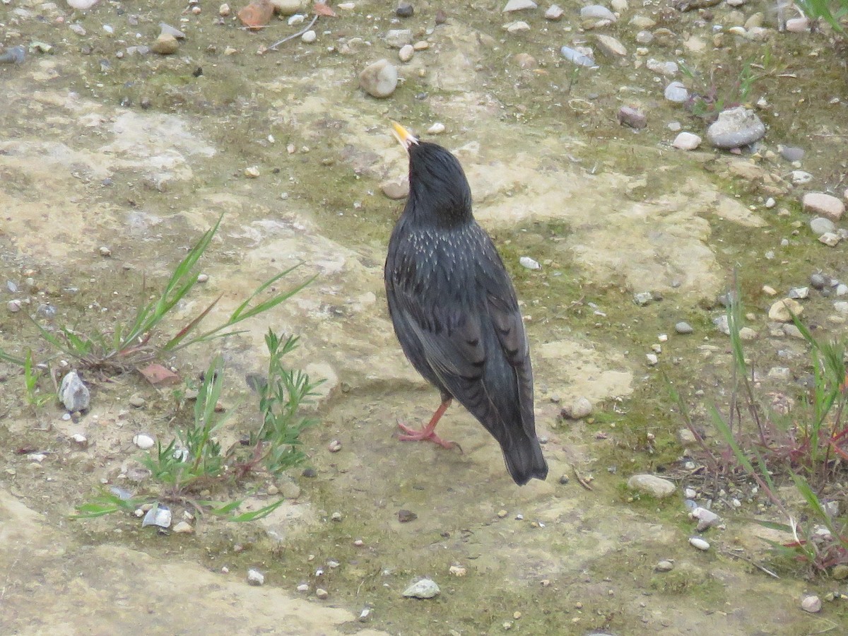 Storno nero - ML232367211