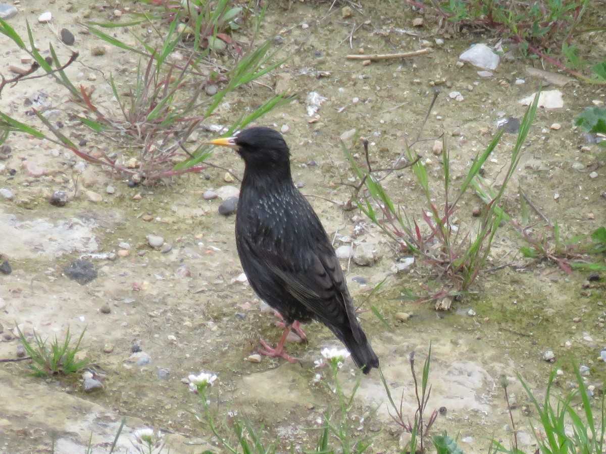 Storno nero - ML232367461