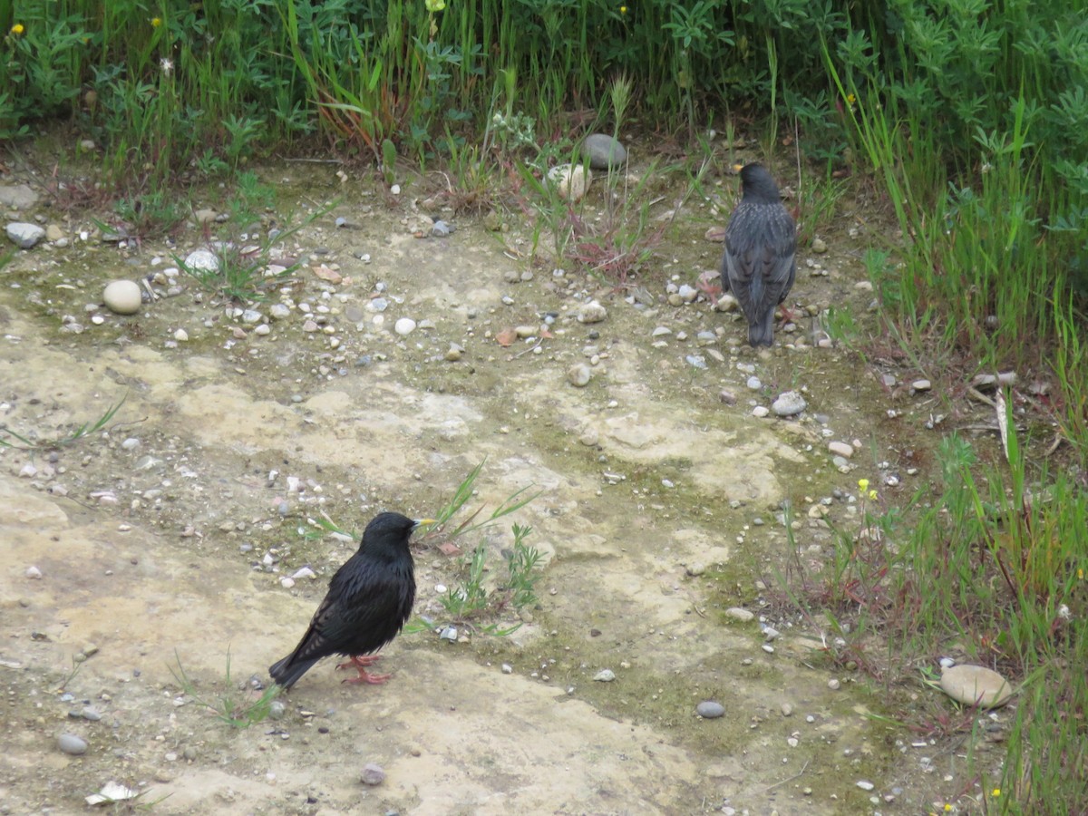 Storno nero - ML232367681