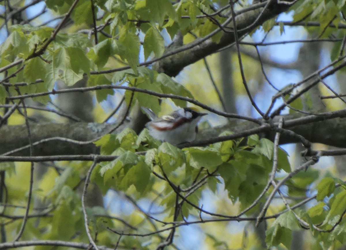 Chestnut-sided Warbler - ML232367701