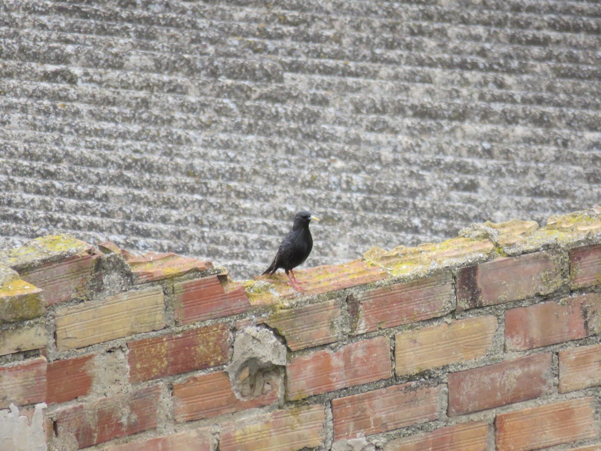 Storno nero - ML232367951