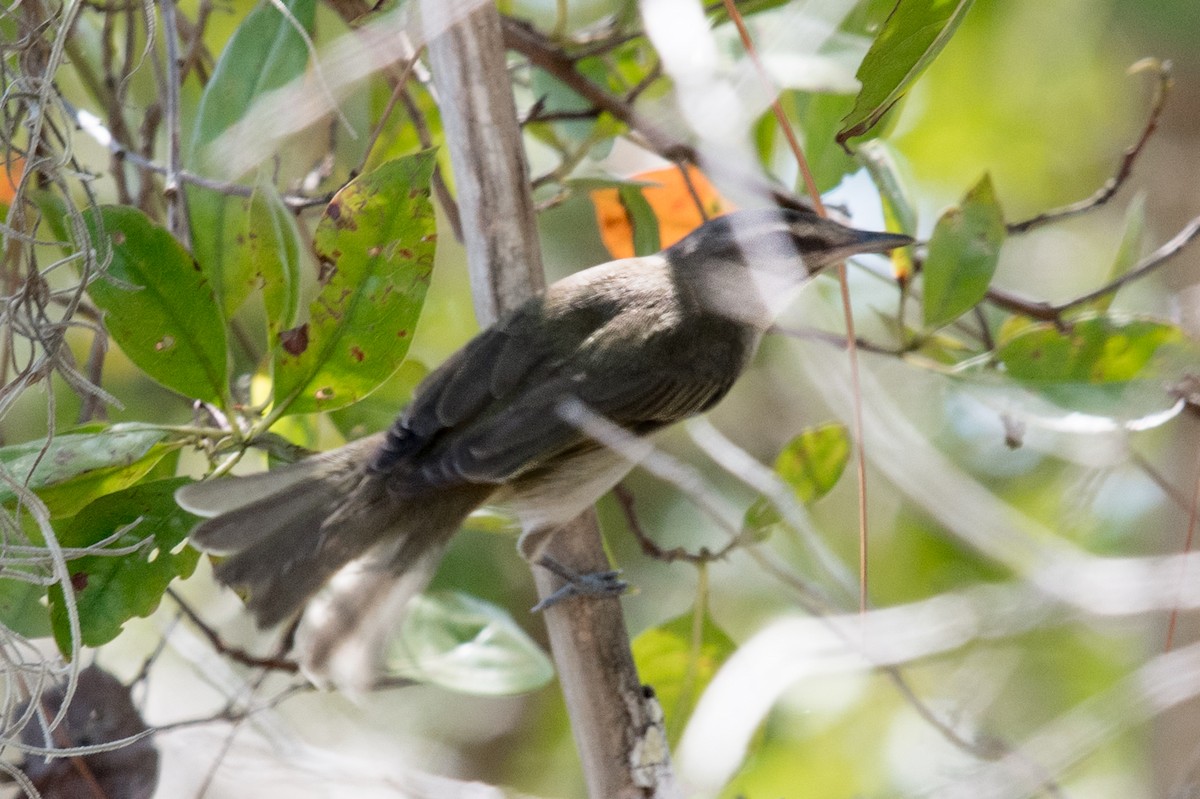 Black-whiskered Vireo - ML232369041