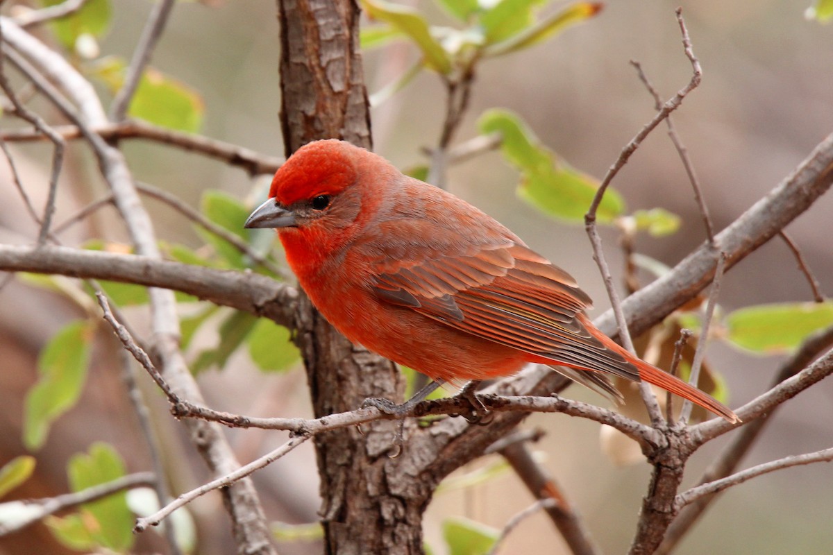 Hepatic Tanager - Tony Battiste
