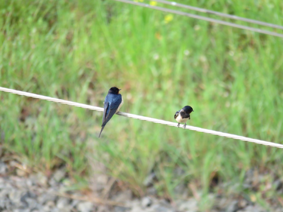 Barn Swallow - ML232369351