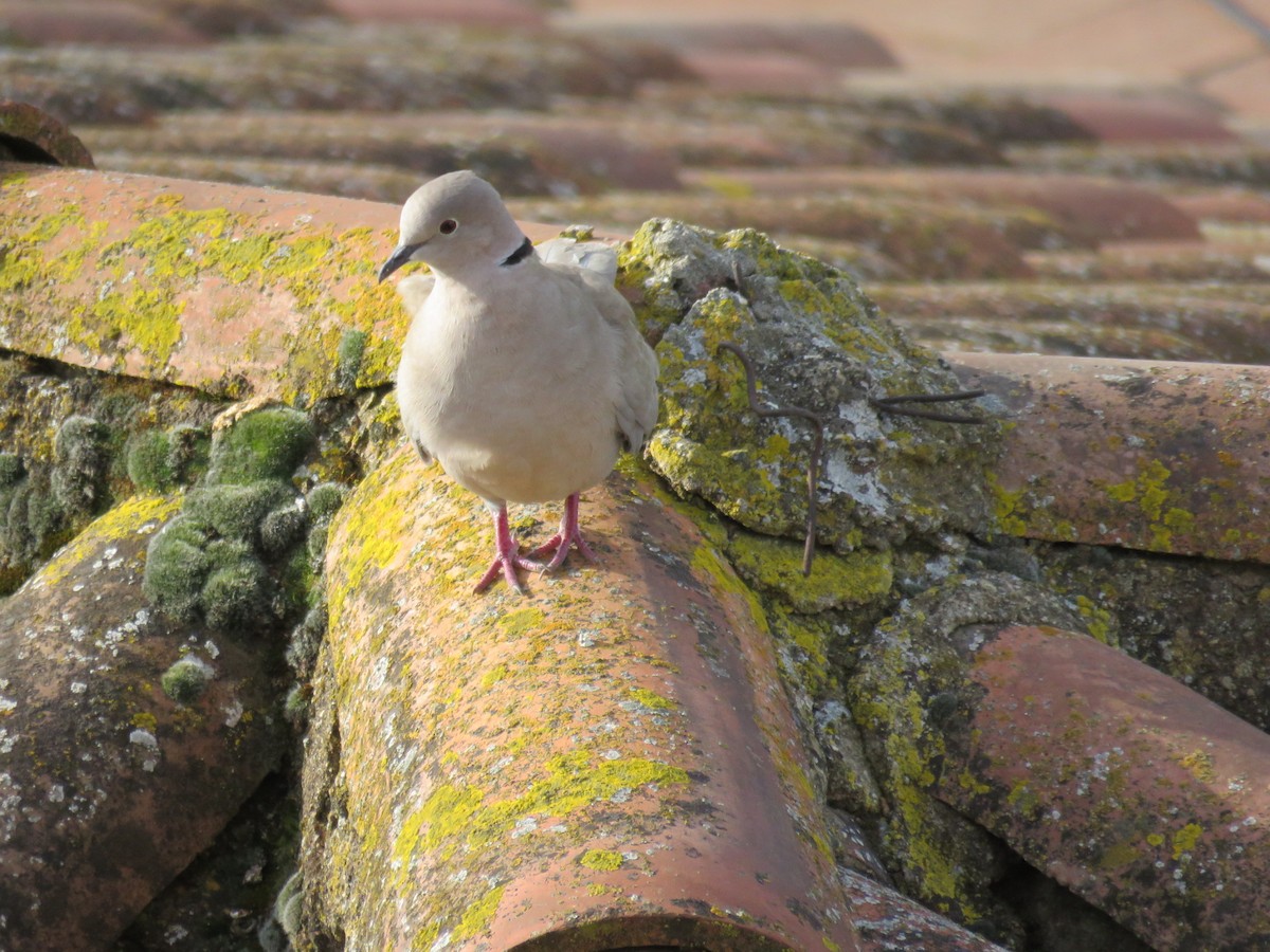 Eurasian Collared-Dove - ML232369451