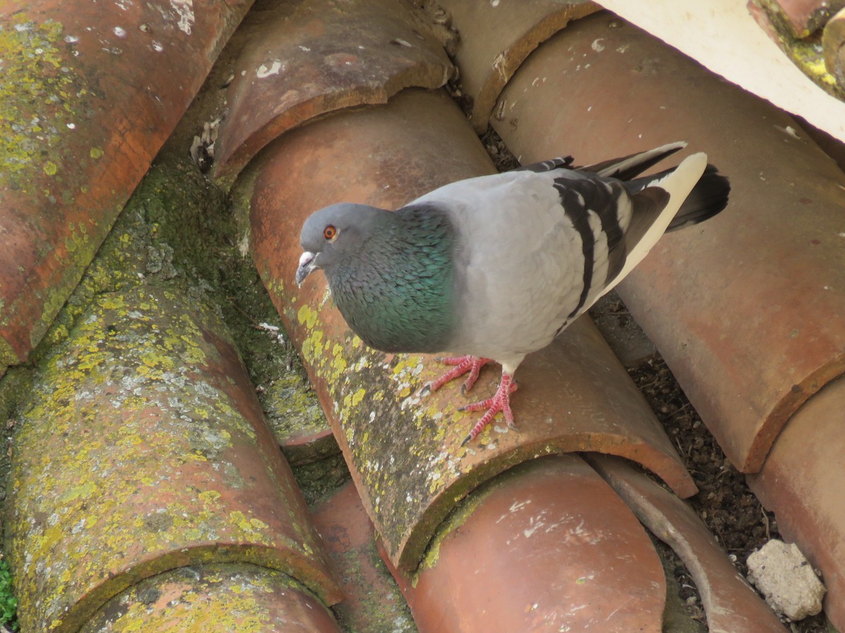Rock Pigeon (Feral Pigeon) - ML232369501