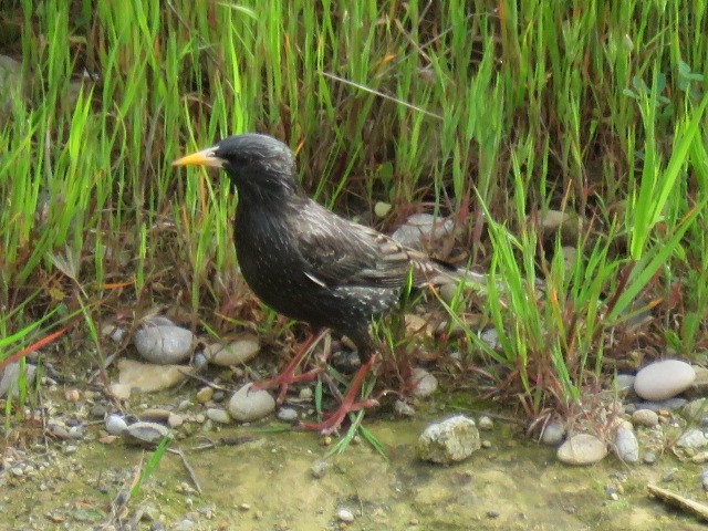 Spotless Starling - ML232370191