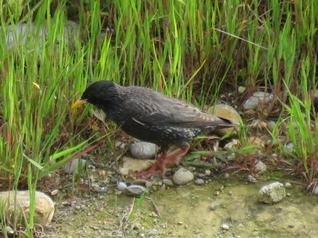 Storno nero - ML232370341