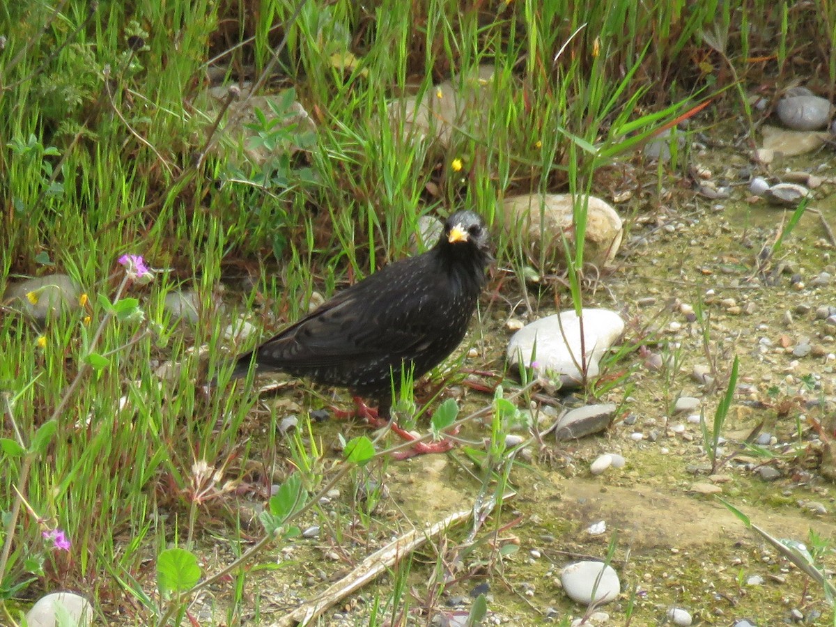 Storno nero - ML232370651