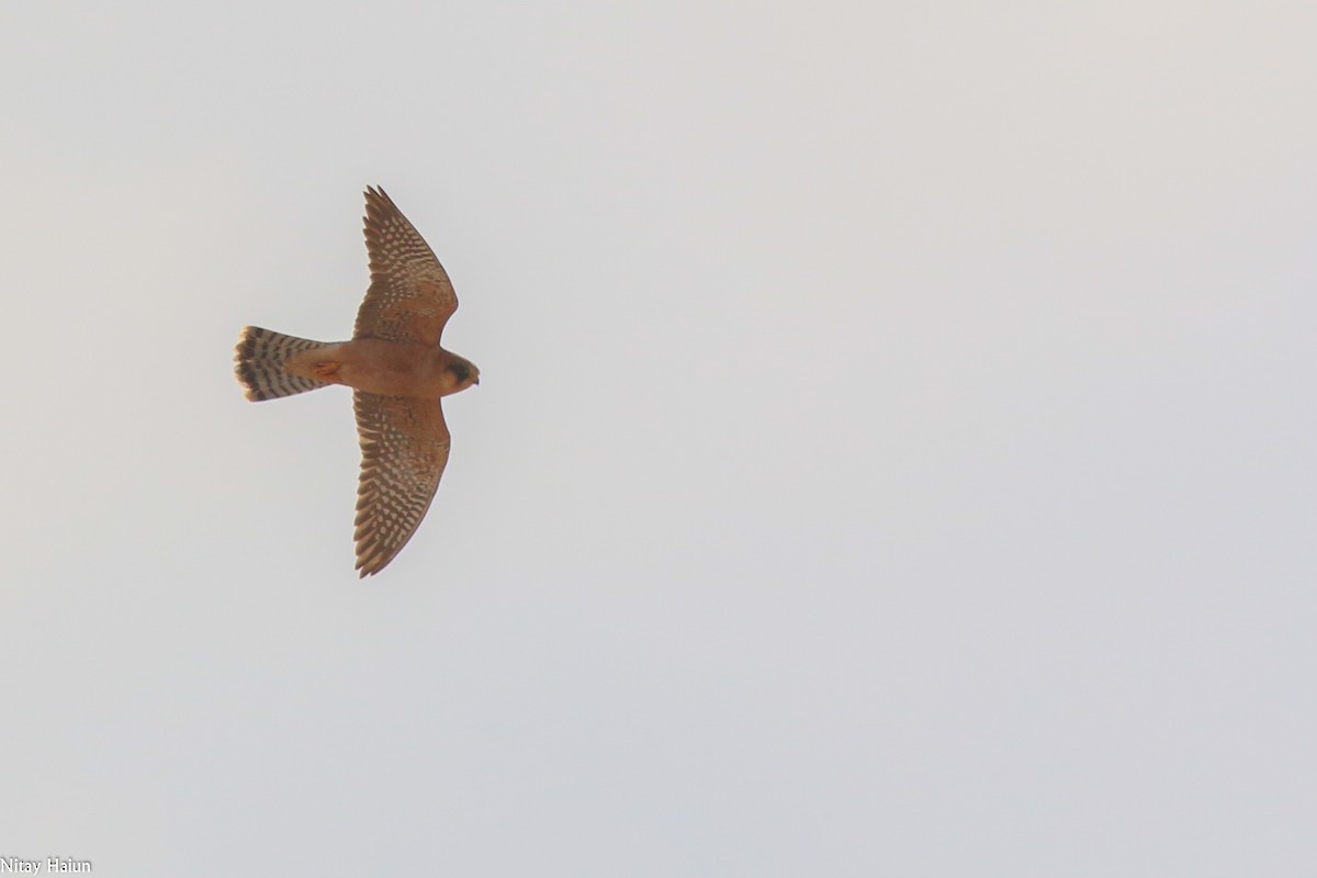 Red-footed Falcon - nitay haiun