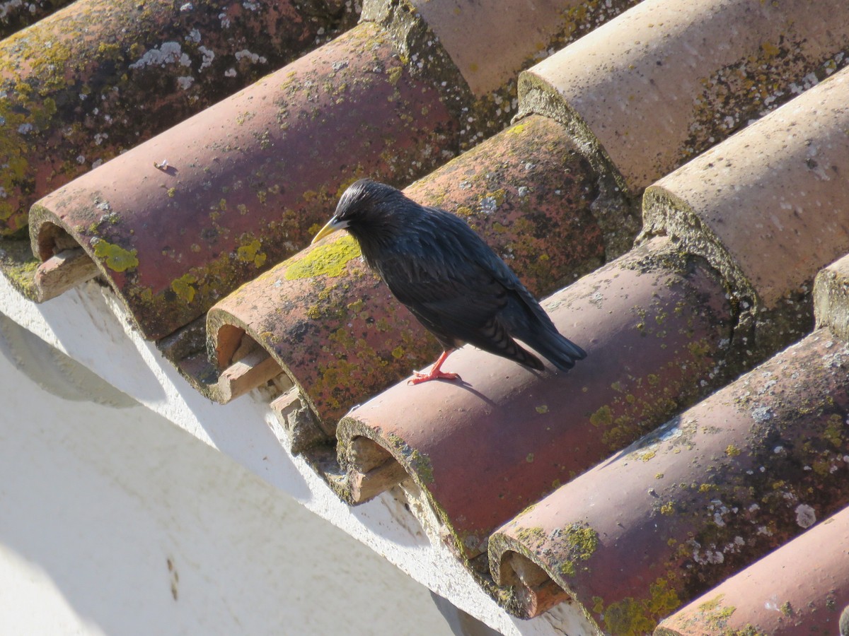 Spotless Starling - Aitor Mora Solano