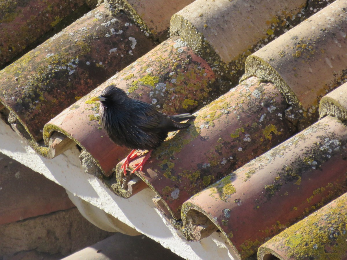 Storno nero - ML232371731