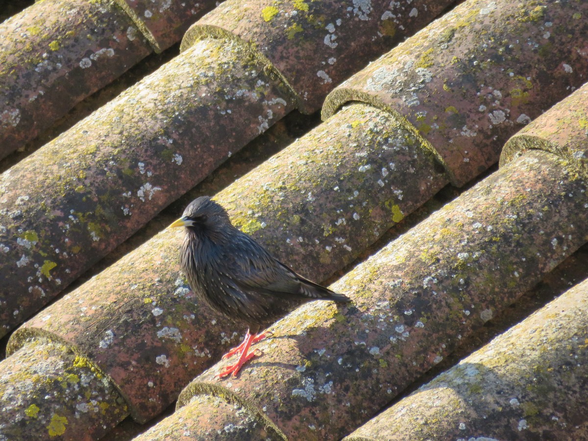 Storno nero - ML232371931