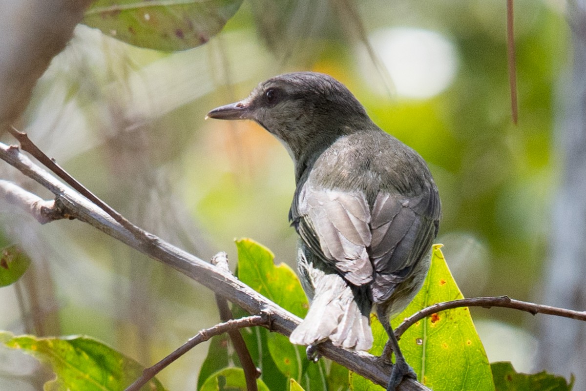 Black-whiskered Vireo - ML232375771