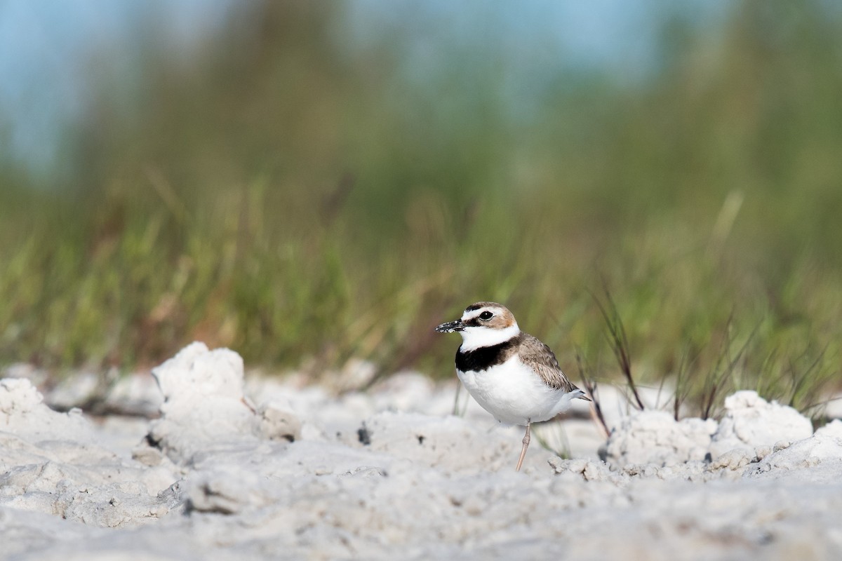 Wilson's Plover - Melissa James