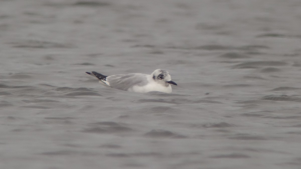 Bonaparte's Gull - Craig Reed