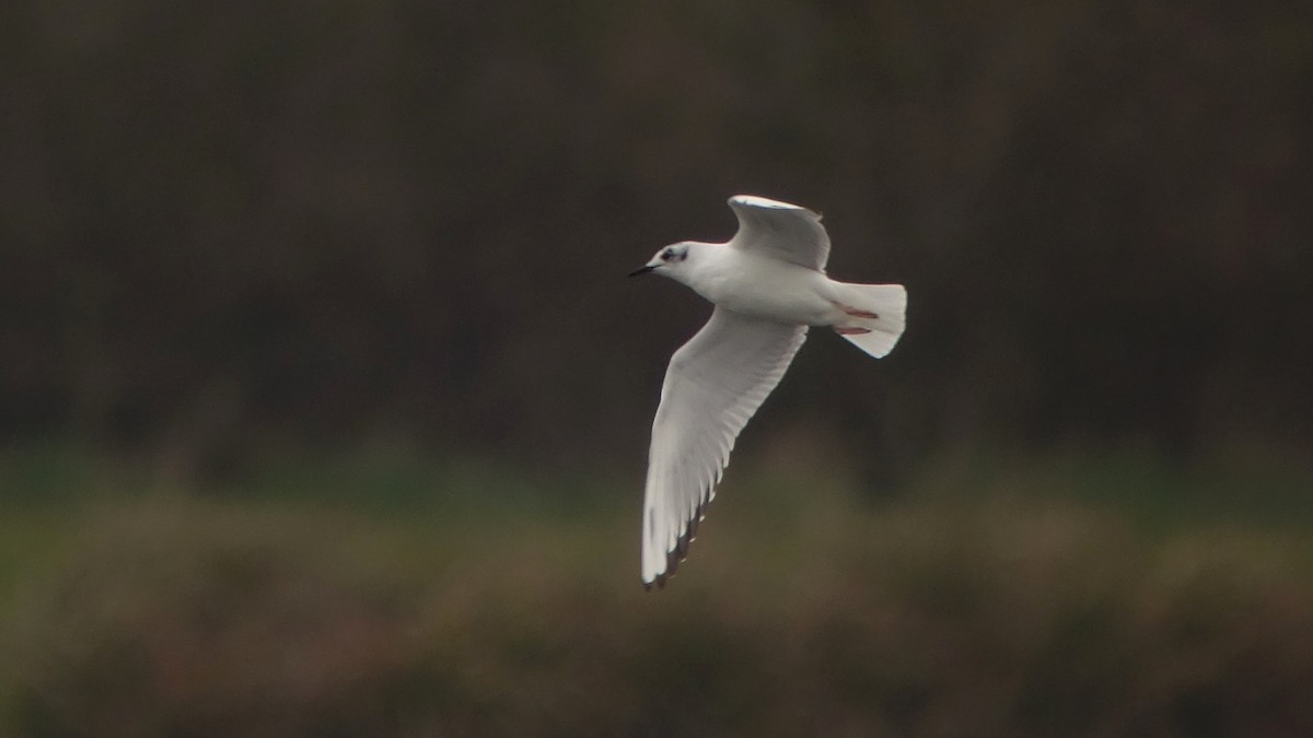 Bonaparte's Gull - Craig Reed