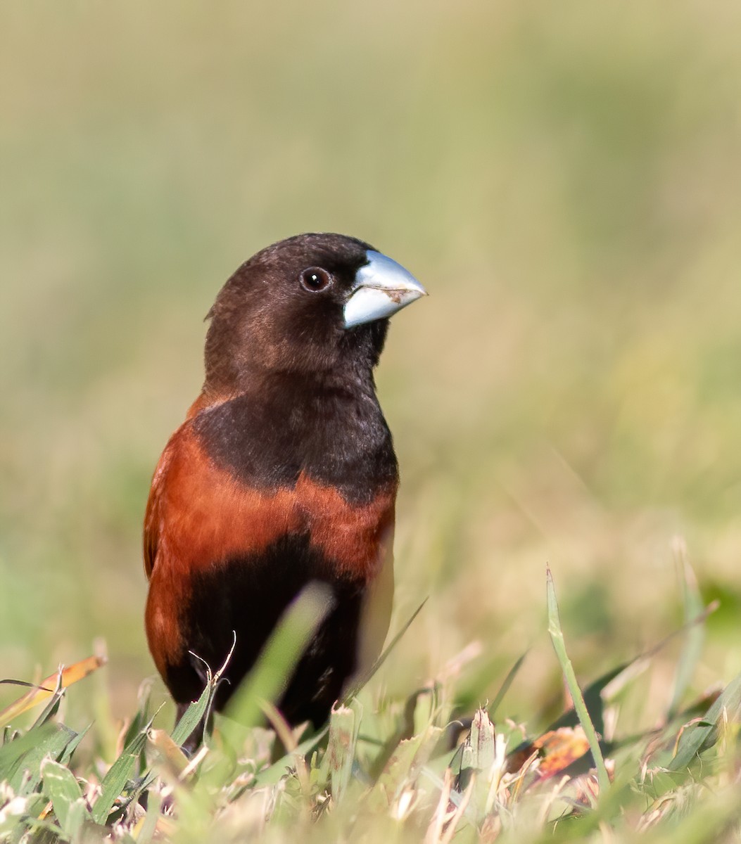 Chestnut Munia - ML232378601