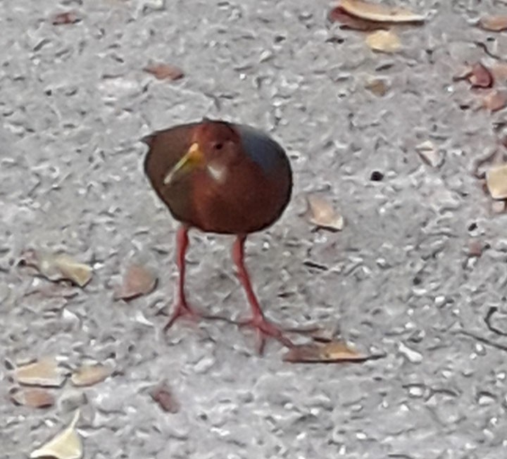 Rufous-necked Wood-Rail - Dorothy Beveridge