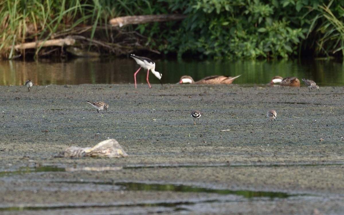 Semipalmated Plover - ML232378721