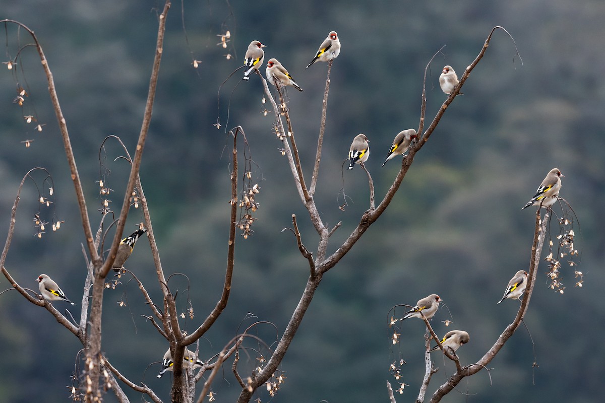 European Goldfinch - ML232379151