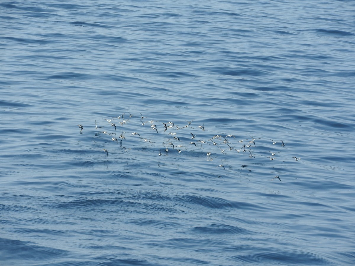 Red-necked Phalarope - Pam Rasmussen