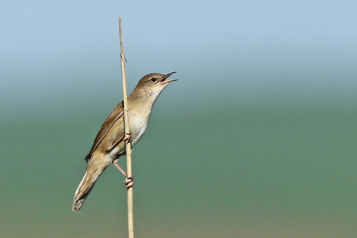 Savi's Warbler - ML232380261