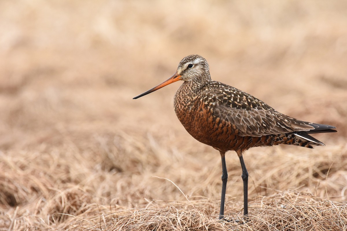 Hudsonian Godwit - ML232380621